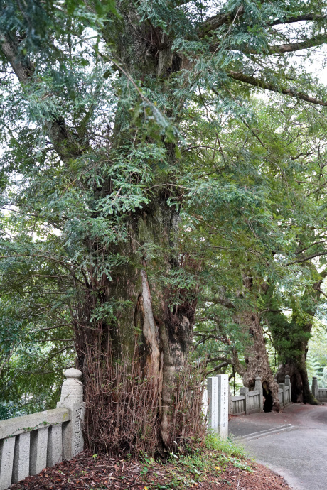 八幡寺のカヤ