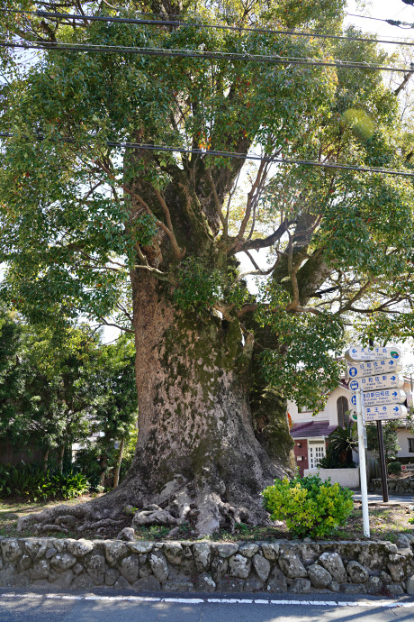 日和佐八幡神社の大楠