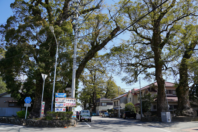 日和佐八幡神社の大楠