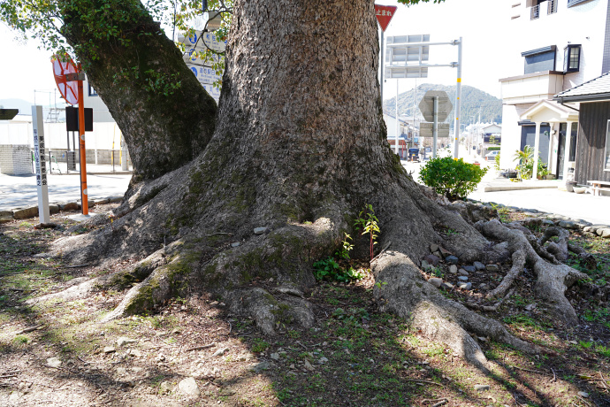 日和佐八幡神社の大楠