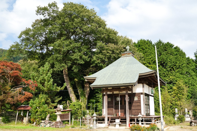 洞草薬師堂のコナラ