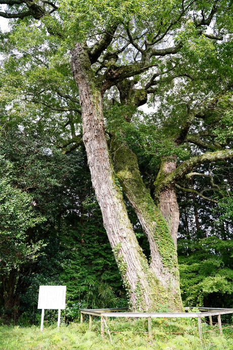 洞草薬師堂のコナラ