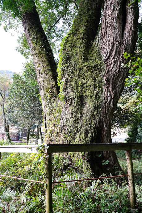 洞草薬師堂のコナラ