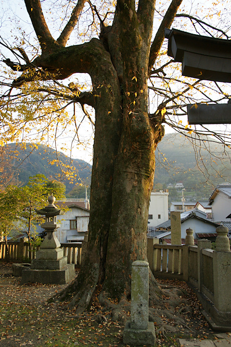 医家神社のケヤキ