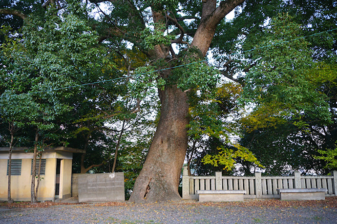 医家神社のクスノキ