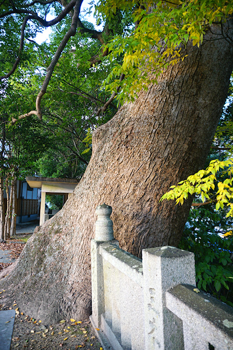 医家神社のクスノキ