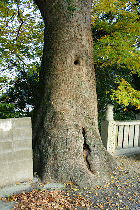 医家神社のクスノキ