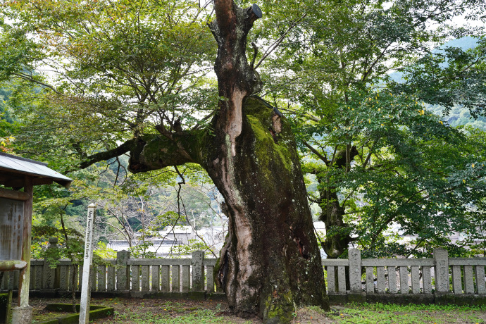 今宮神社のケヤキ