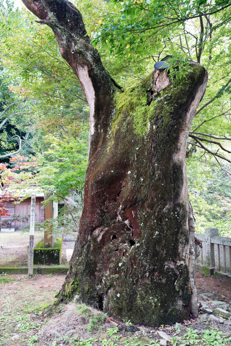 今宮神社のケヤキ