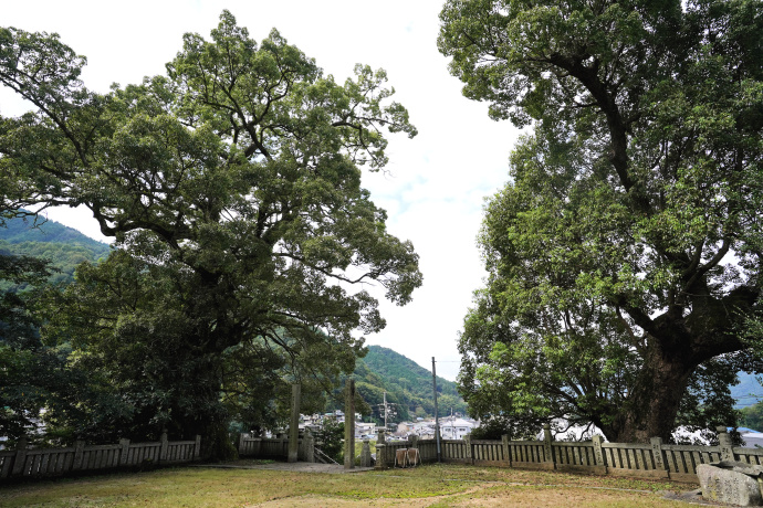 今宮神社のクスノキ（1）（2）