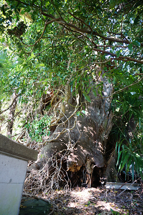 依津岐神社のムクノキ