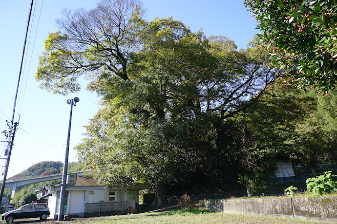 依津岐神社のムクノキ