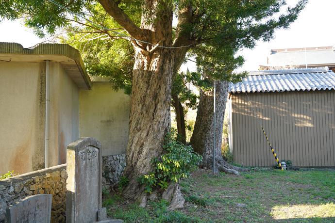 泉八幡宮のイヌマキ・モミ