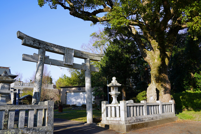 泉八幡宮のクスノキ