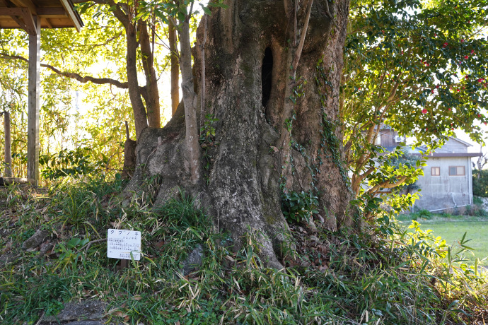 泉八幡宮のタブノキ