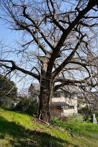 神木神社のイチョウ