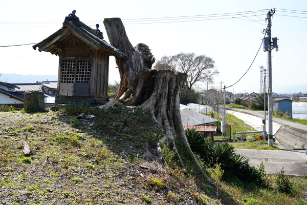 神木神社のムクノキ伐採跡