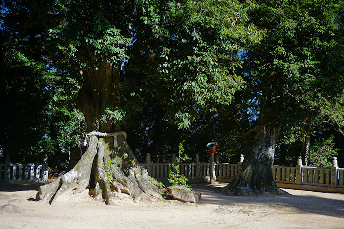 鴨神社のアラカシ