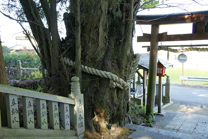 鴨神社のカツラ