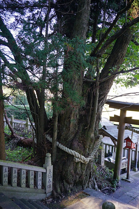 鴨神社のカツラ