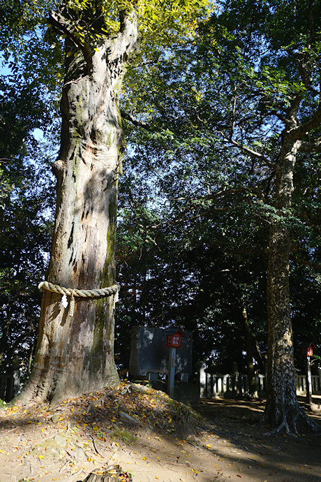 鴨神社のケヤキ