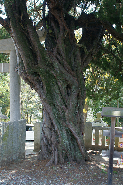 川島神社のイブキ