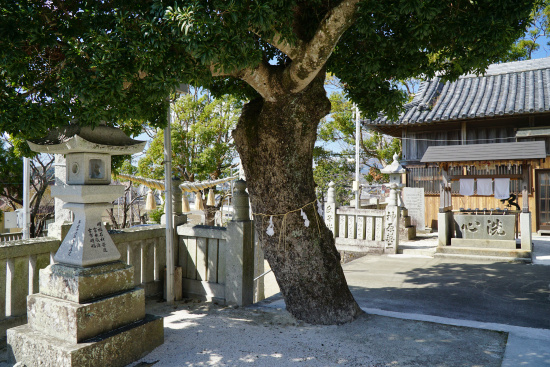 羽浦神社のヤマモモ