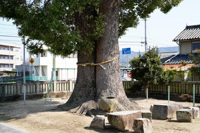 喜来 若宮神社のクスノキ