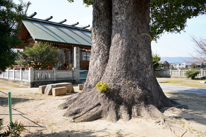 喜来 若宮神社のクスノキ