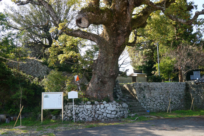 牟岐町八幡神社のクスノキ