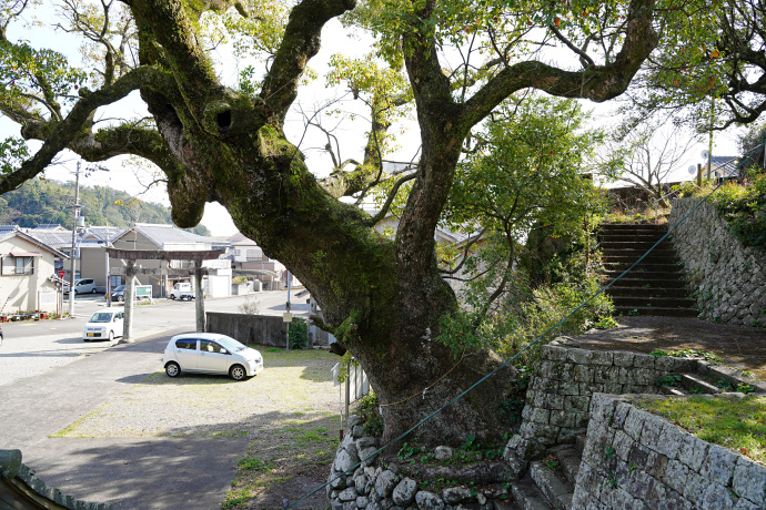 牟岐町八幡神社のクスノキ