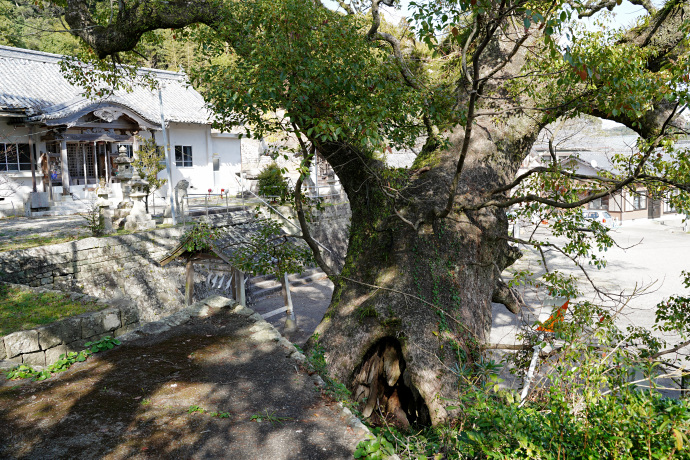 牟岐町八幡神社のクスノキ