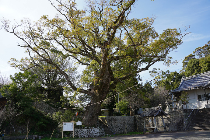 牟岐町八幡神社のクスノキ