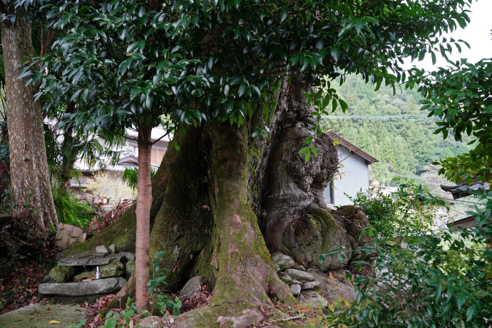 妙理神社のムクノキ