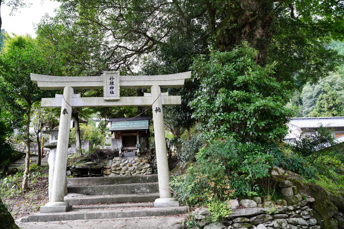 妙理神社のムクノキ