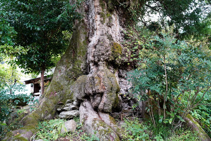 妙理神社のムクノキ