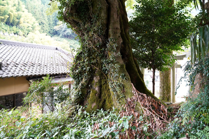 妙理神社のムクノキ