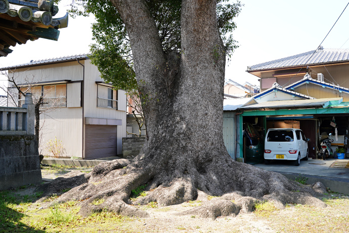 中八幡神社のクスノキ（1）