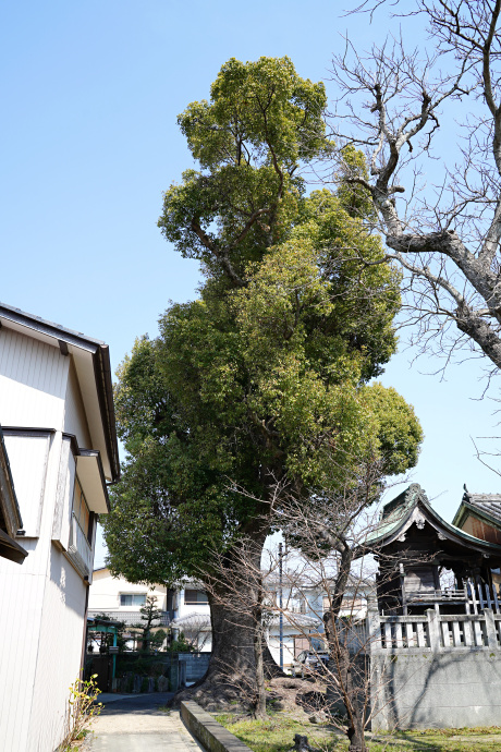 中八幡神社のクスノキ（1)