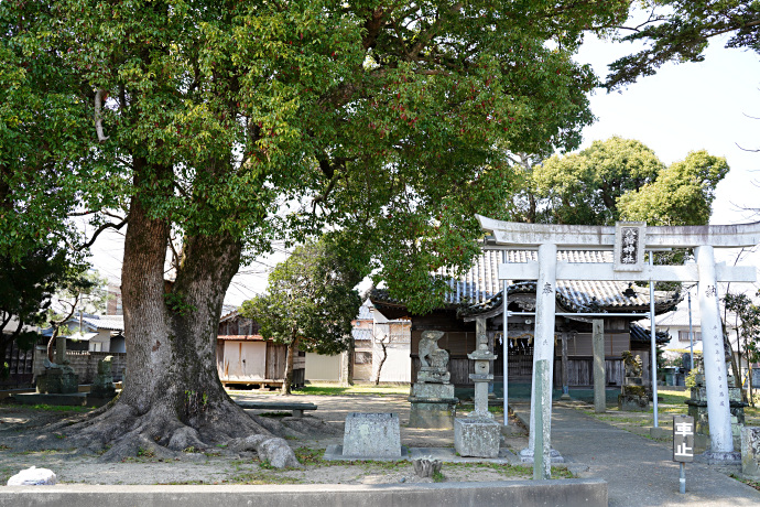 中八幡神社のクスノキ（2）