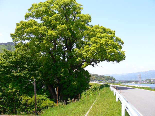 西川田の楠