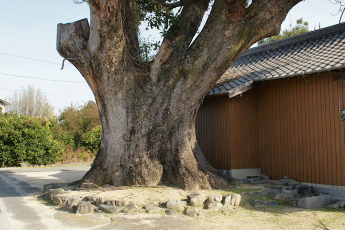 野郷神社のクスノキ