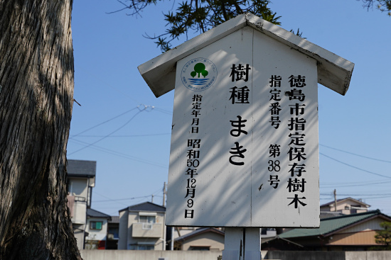 徳島市指定保存樹木　まき