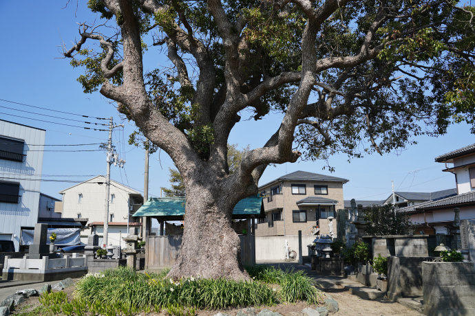 沖洲墓地のクスノキ