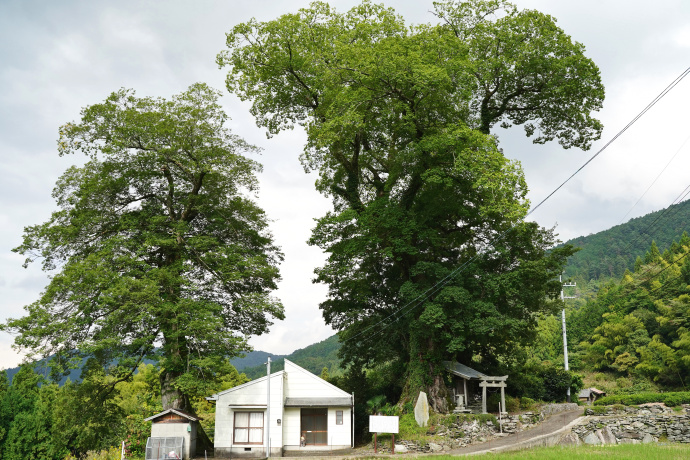 大久保庵のムクノキ