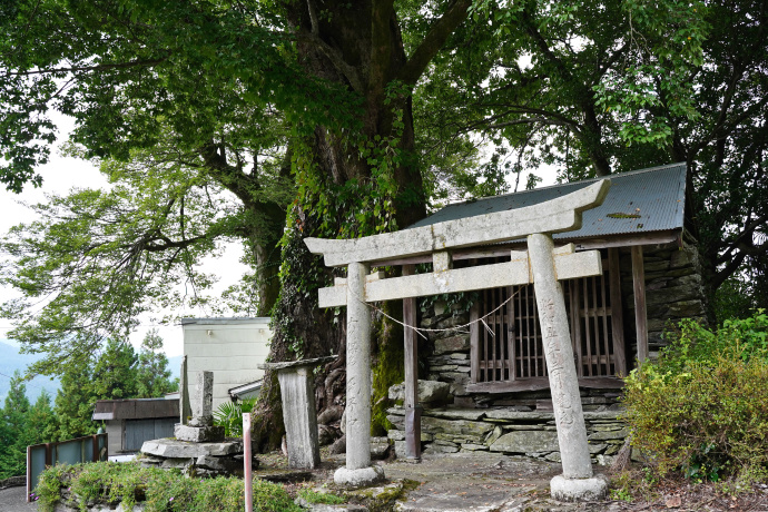 大久保庵のムクノキ（右）