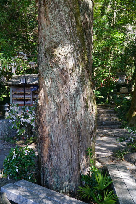 お松大権現のイヌマキ