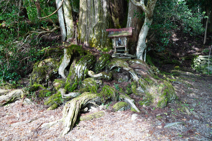 大枝鉾神社のスギ