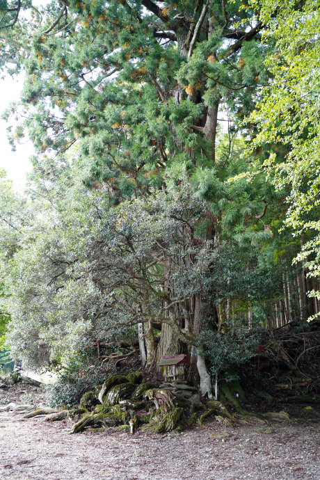 大枝鉾神社のスギ