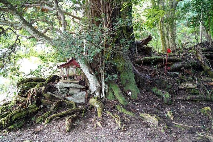 大枝鉾神社のスギ